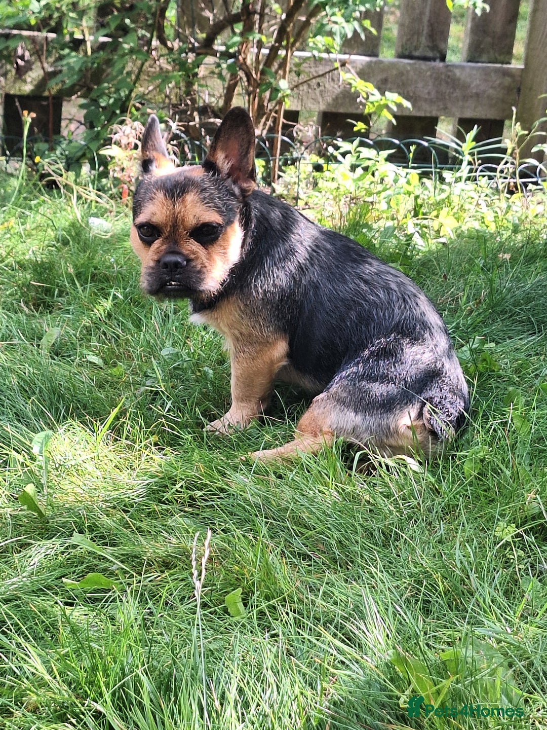 French Bulldog dogs for stud: Stud available  Bruno  - Advert 2