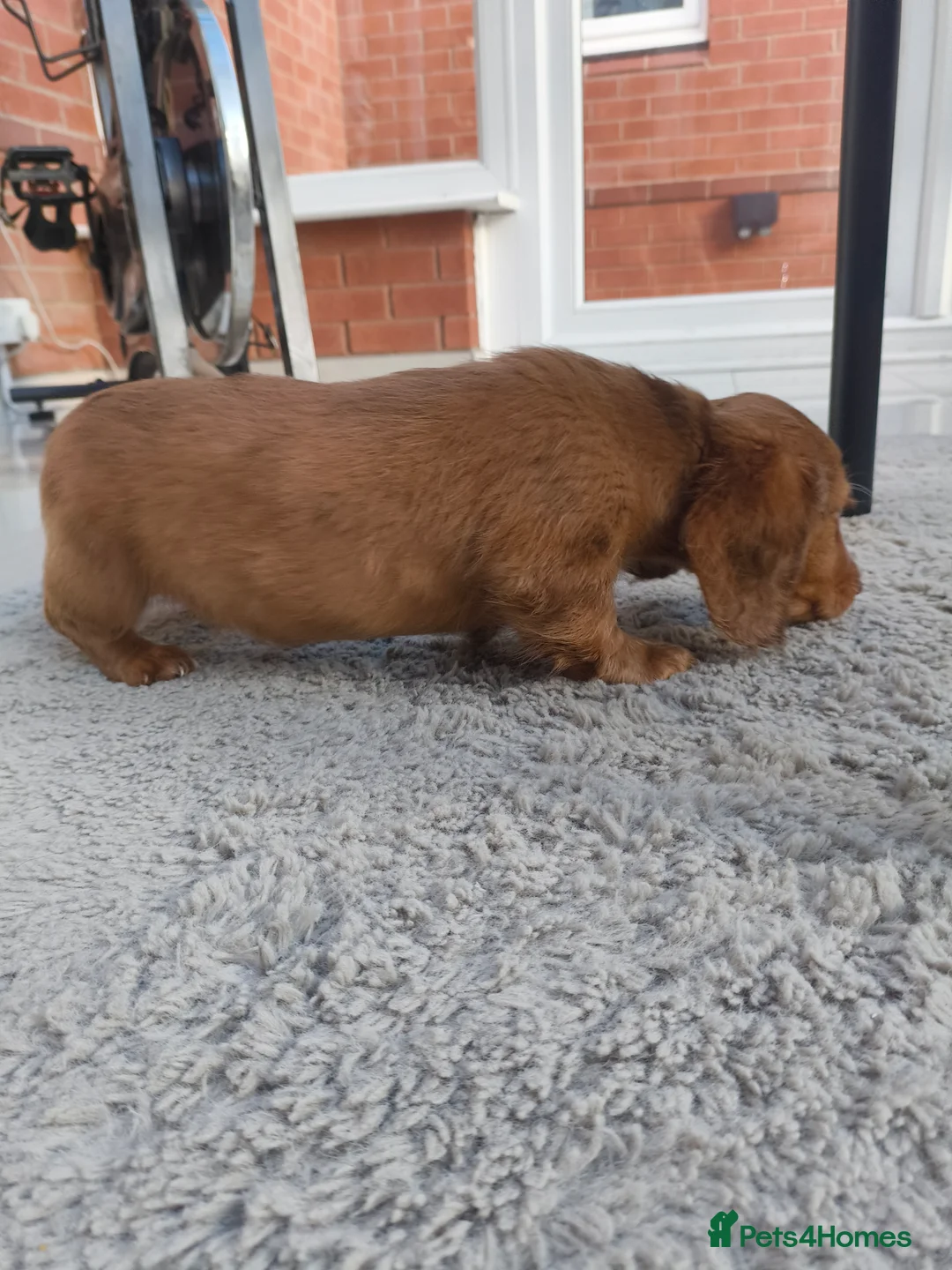Dachshund dogs for sale: Long haired daschaunds  - Advert 7