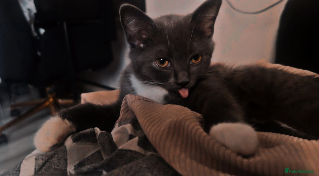 British Shorthair cats for sale: Four stunning grey British Shorthair kittens - Image 6