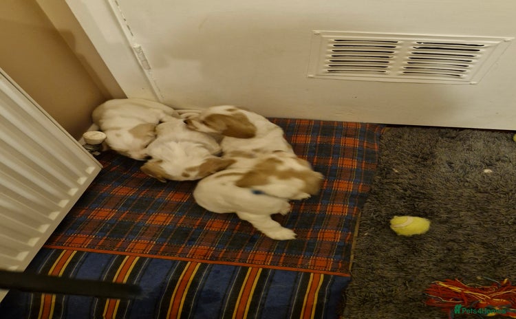 Cocker Spaniel dogs - Advert 11