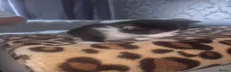 Mixed Breed cats for sale: Cutte baby cats for sale . - Advert 16