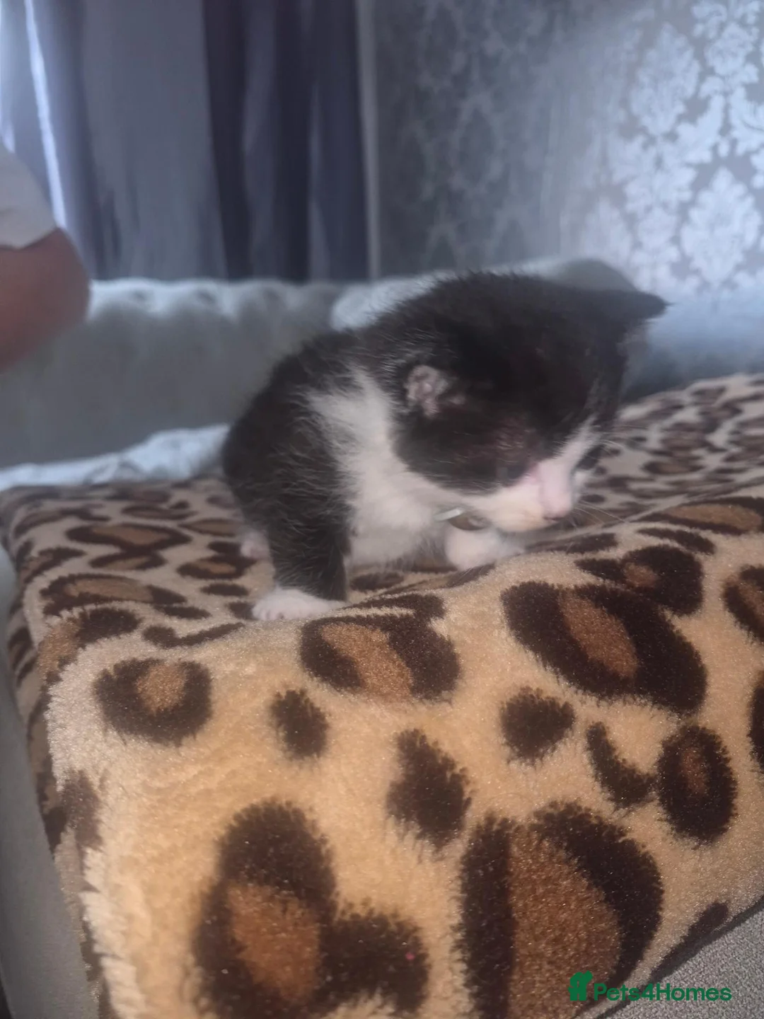 Mixed Breed cats for sale: Cutte baby cats for sale . - Advert 16