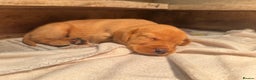 Labrador Retriever dogs for sale: 🐶 KC Registered Fox Red Labrador Puppies 🐶 - Advert 9