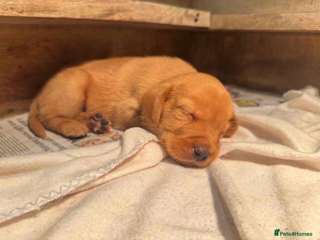 Labrador Retriever dogs for sale: 🐶 KC Registered Fox Red Labrador Puppies 🐶 - Advert 9