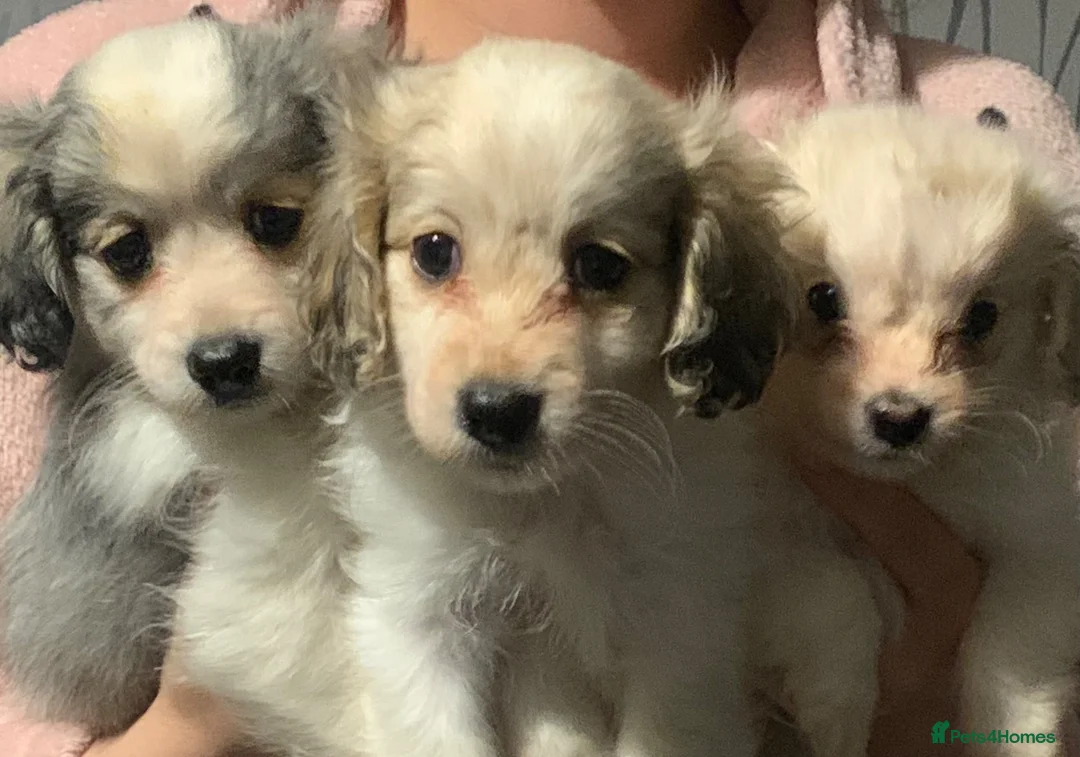 Mixed Breed dogs for sale: Beautiful white and blue Cockeranians  in Barnsley - Advert 1