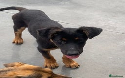 Mixed Breed dogs for adoption: Amelia, 8 months old, Available for adoption. - Advert 3