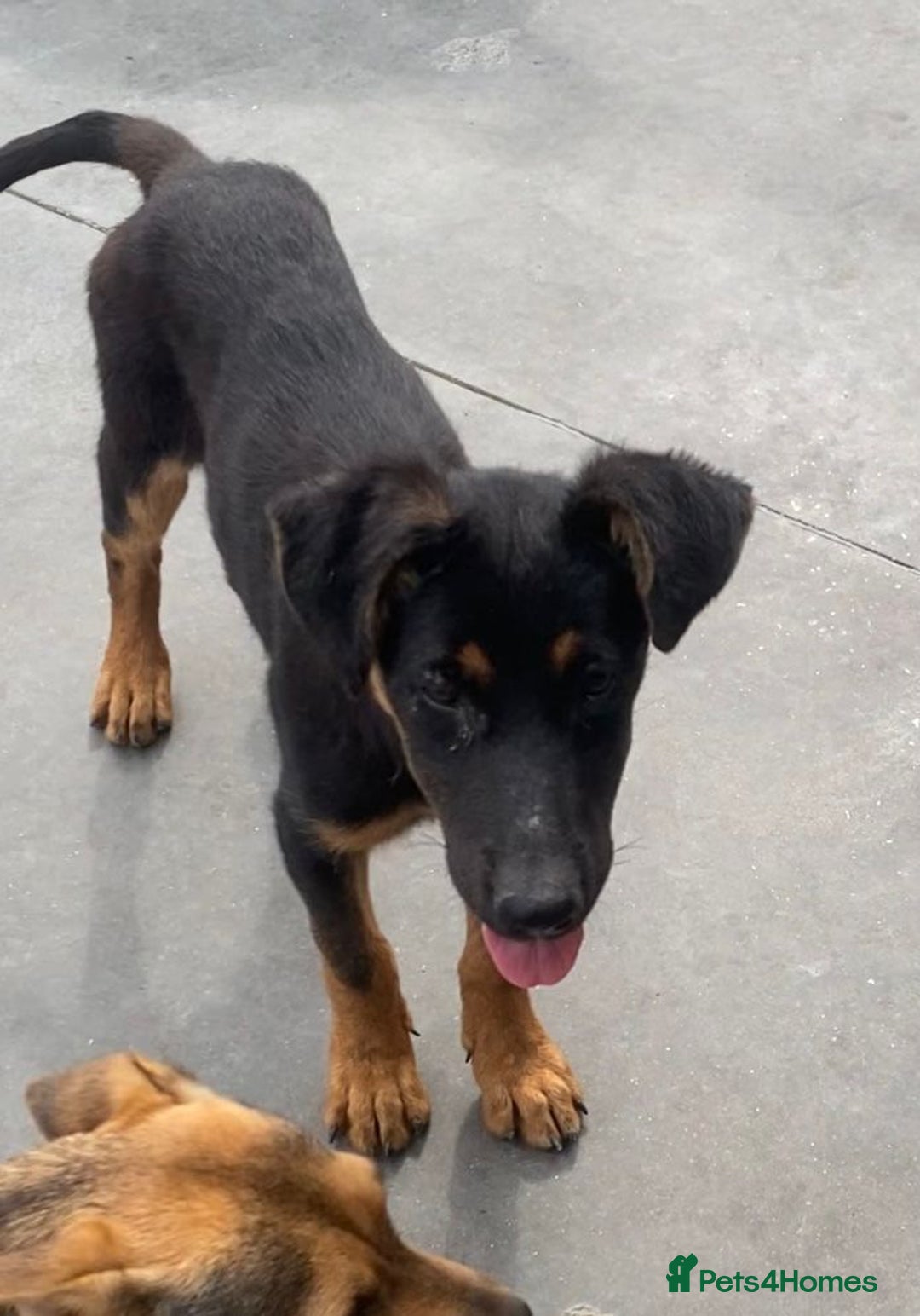 Mixed Breed dogs for adoption: Amelia, 8 months old, Available for adoption. - Advert 3
