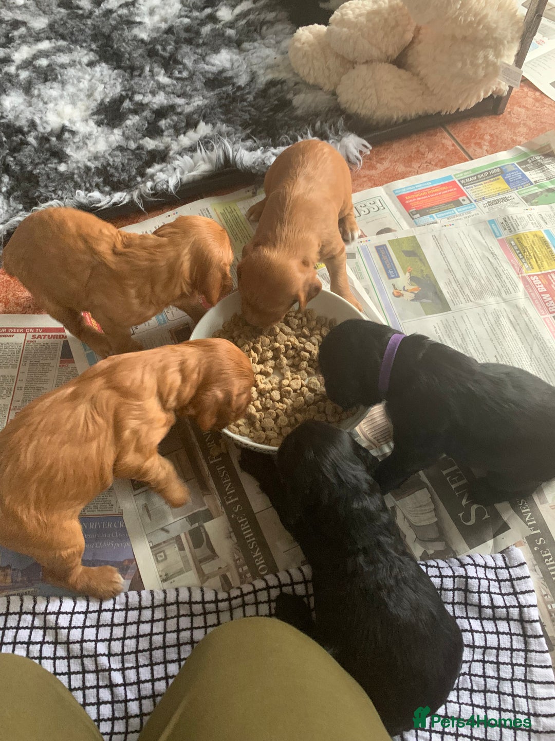 Cocker Spaniel dogs for sale: Gorgeous WCS pups - Image 18