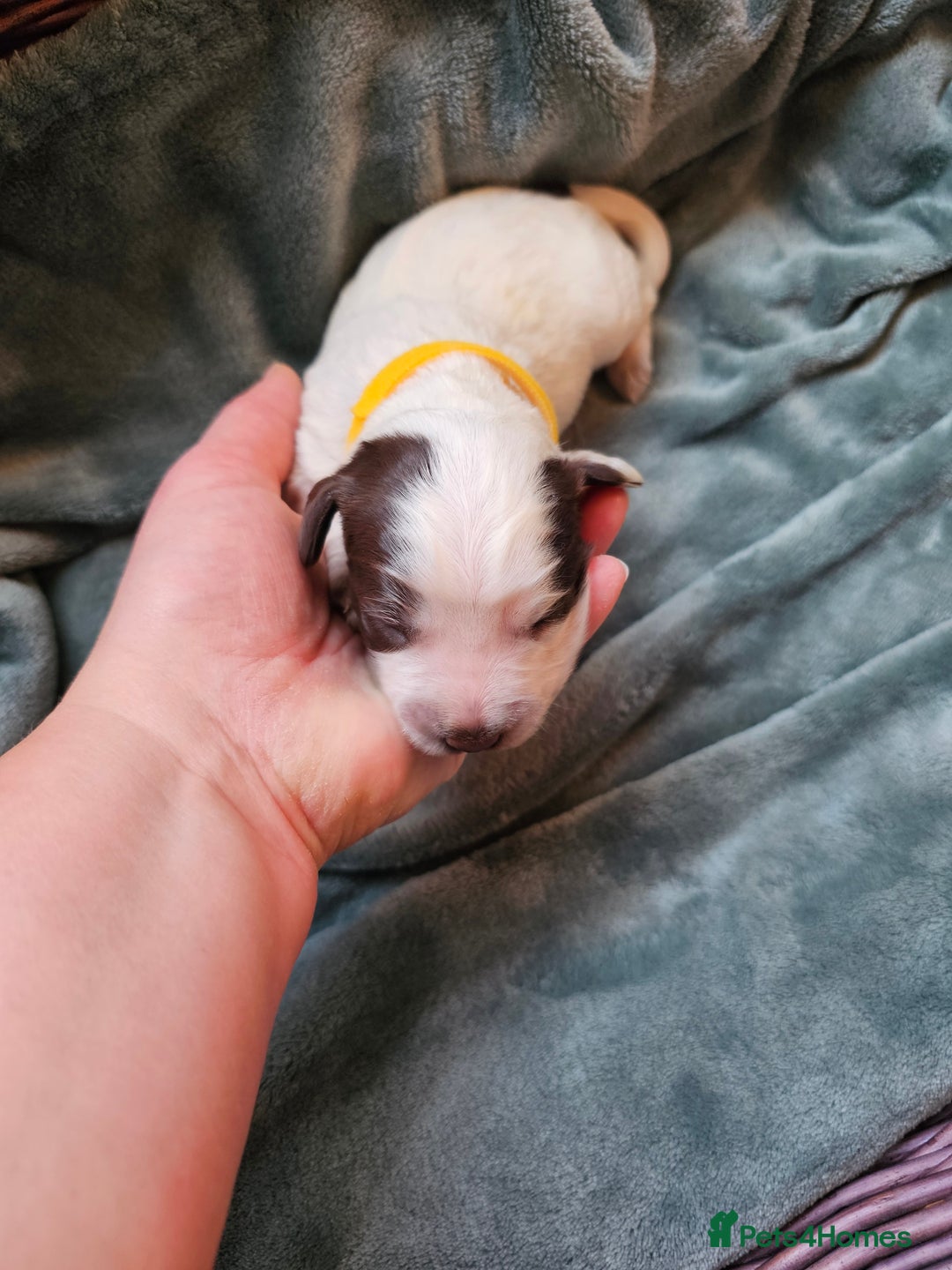 Cocker Spaniel dogs for sale: Chocolate roan working cocker spaniel puppies  - Image 17