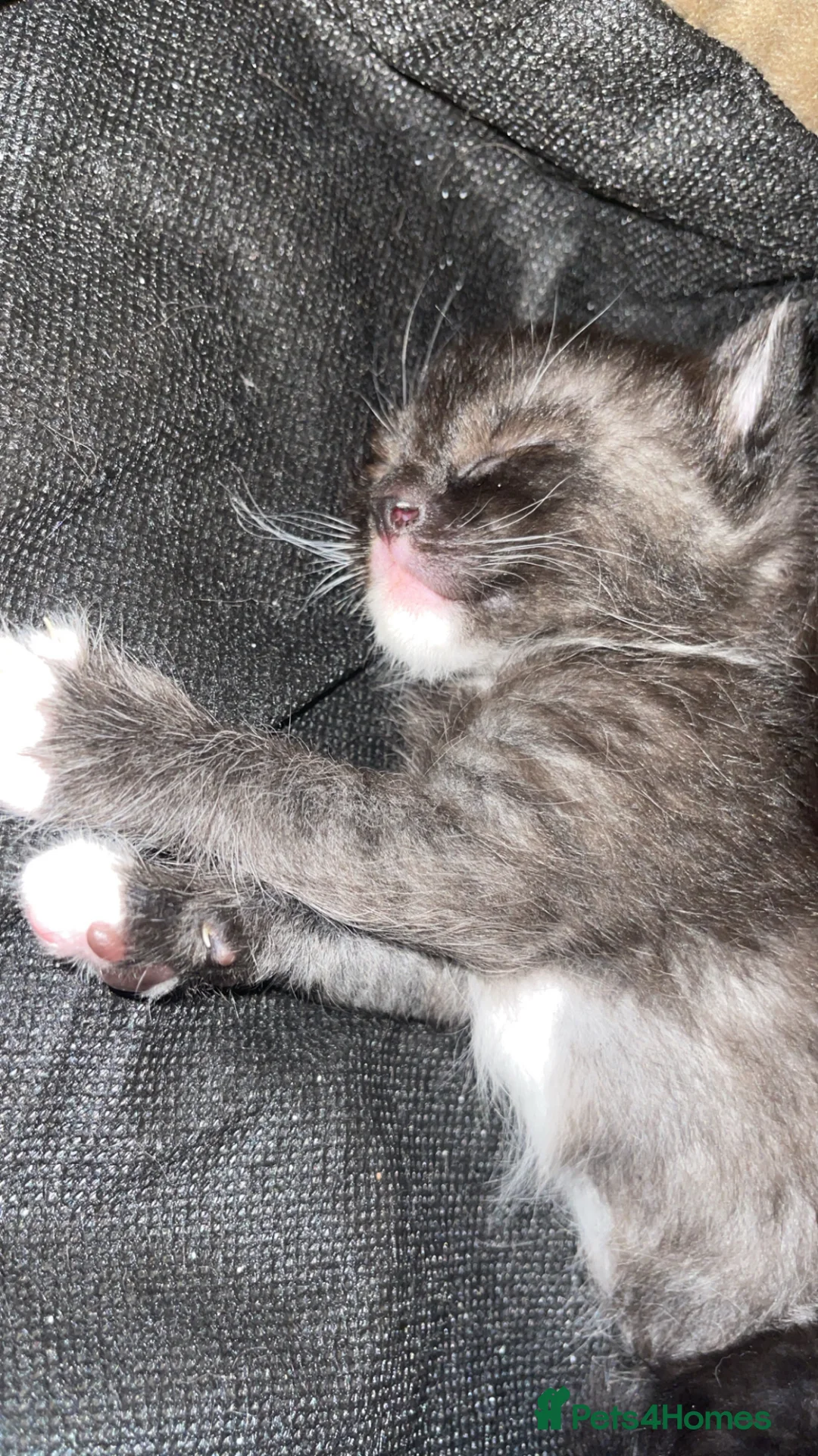 British Shorthair cats for sale: 3 shorthair domestic kittens ready to go 24thApril in Luton - Advert 2