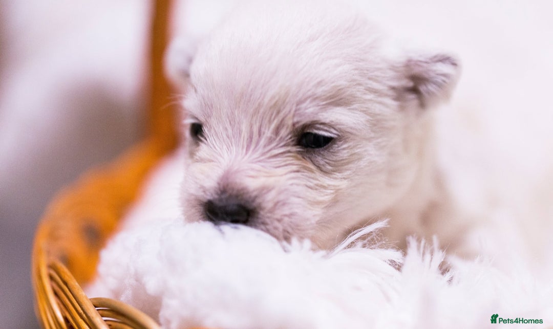 West Highland Terrier dogs for sale: Ready to leave now fully vaccinated 💕 - Image 11