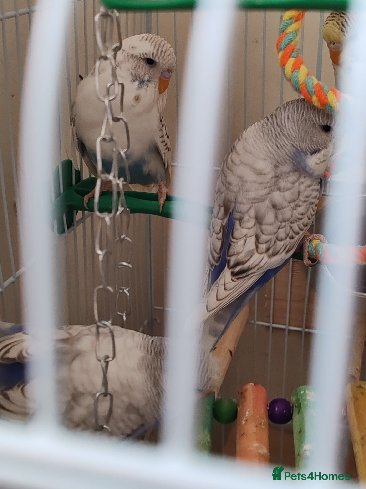 Parrots birds for sale: budgies 2 months and 3 months 1 week  - Advert 7