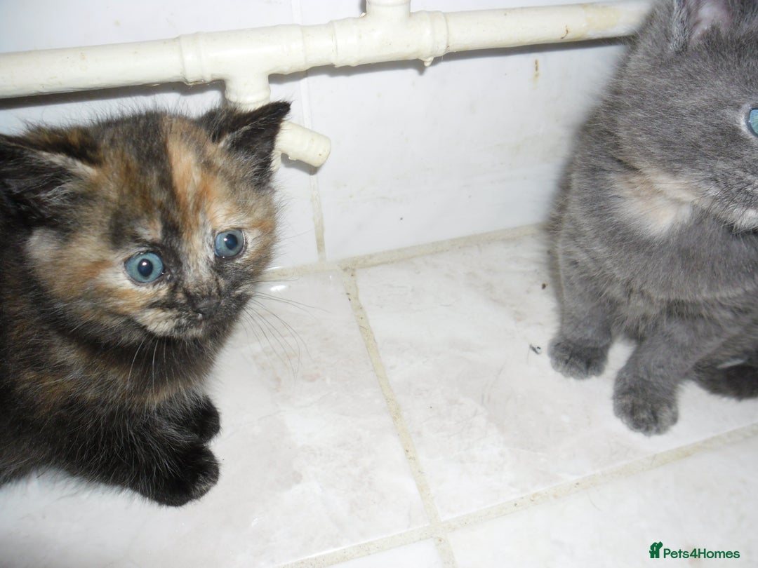 Mixed Breed cats for sale: 8 BEUTIFUL KITTENS FOR SALE - Image 16