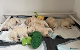 Golden Retriever dogs for sale: Fluffy Cream & Gold Golden Retriever Puppies - Image 14