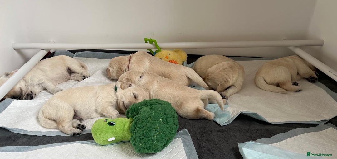 Golden Retriever dogs for sale: Fluffy Cream & Gold Golden Retriever Puppies - Image 14