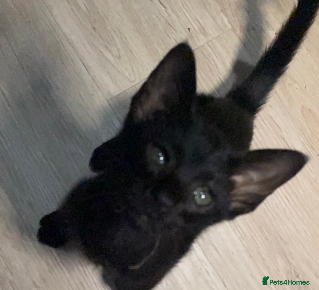 Oriental cats for sale: Oriental kitten - Image 25