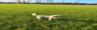 Cavapoo 1