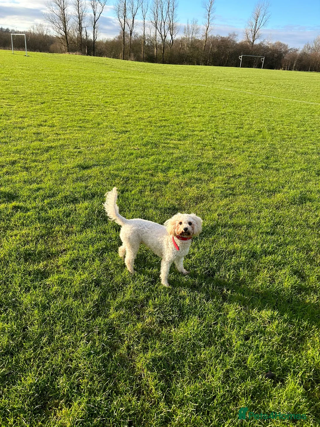 Cavapoo dogs for sale: Cavapoo - Advert 2