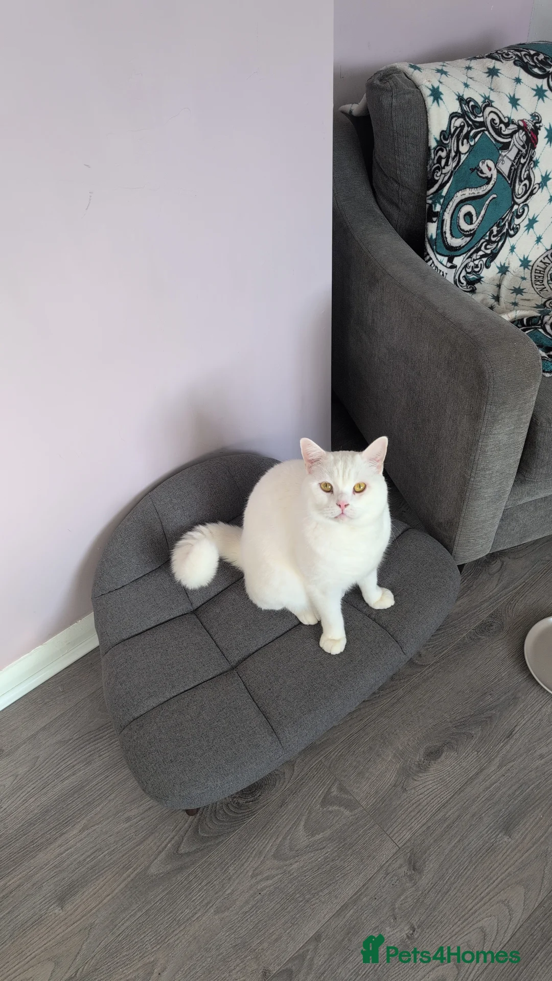 British Shorthair cats for sale: British shorthair for good home - Advert 2