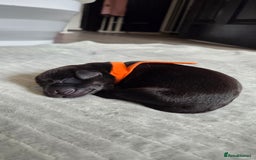 Labrador Retriever dogs for sale: Beautiful pedigree labrador puppies  - Image 23