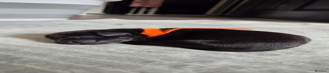 Black girl orange collar 