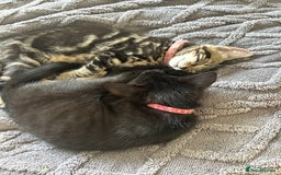 Domestic Shorthair cats for sale: 2 beautiful female kittens  - Image 7