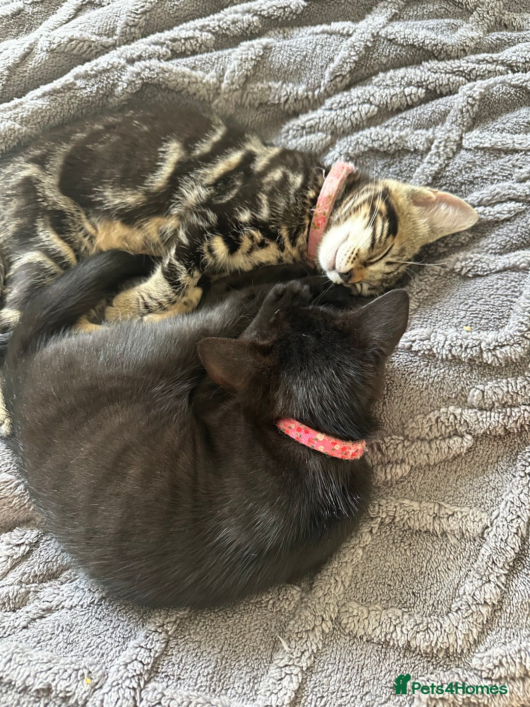 Domestic Shorthair cats for sale: 2 beautiful female kittens  - Image 7