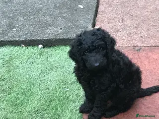 Mixed Breed dogs for sale: 5*health tested miniature Australian labradoodles - Advert 2