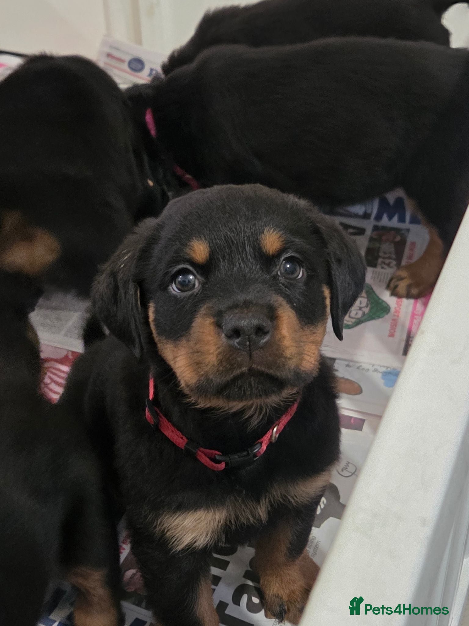 Rottweiler dogs 🐶PREMIUM ROTTWEILERS. ADRK GERMAN BLOODLINES 🇩🇪 - Advert 2