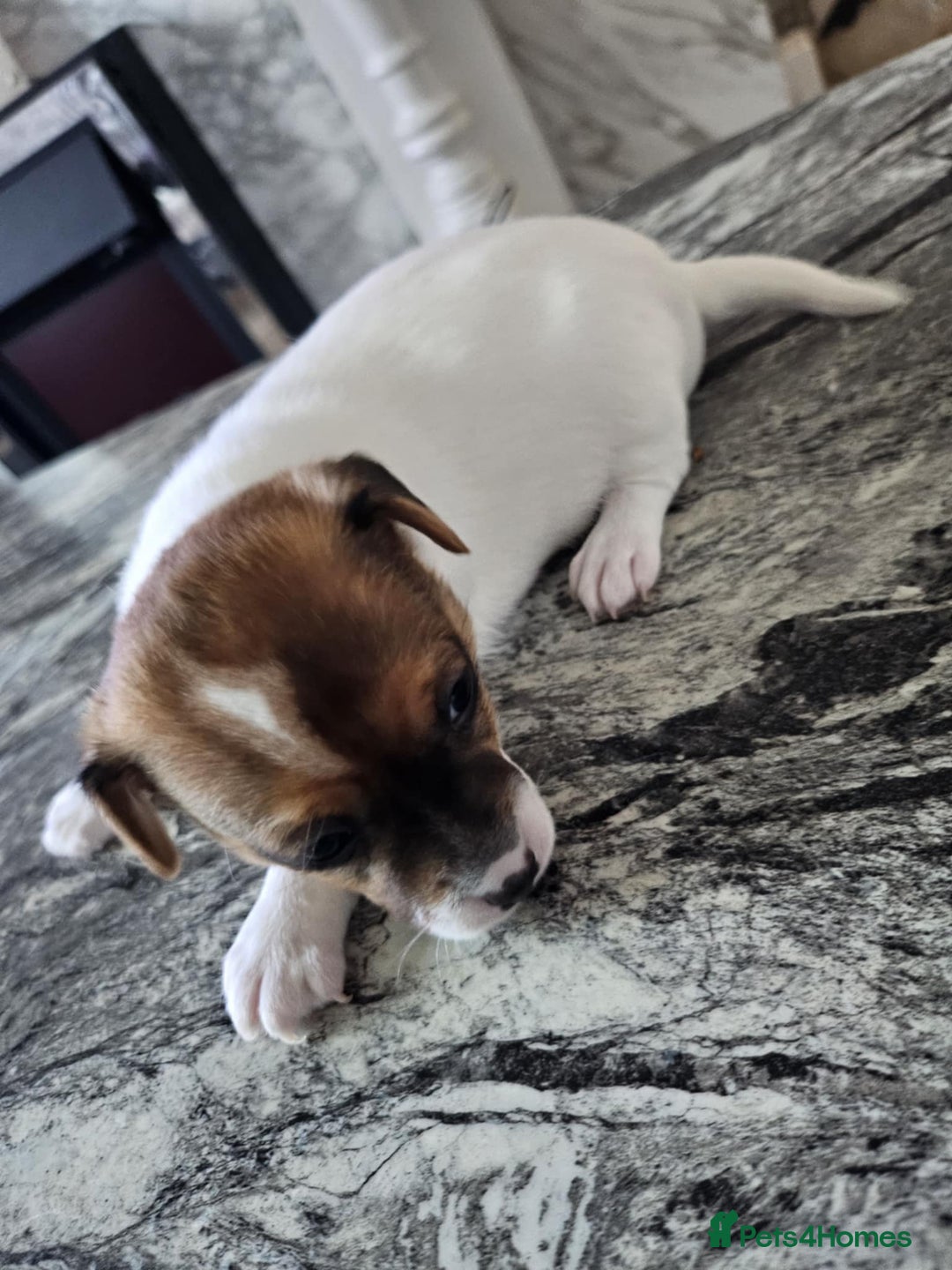 Jack Russell dogs for sale: Full pedigree jack russle pups  - Advert 8