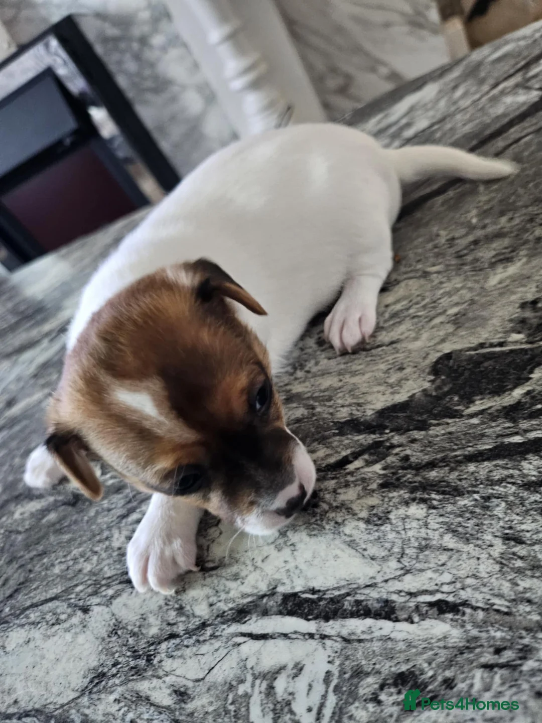 Jack Russell dogs for sale: Full pedigree jack russle pups  - Advert 8