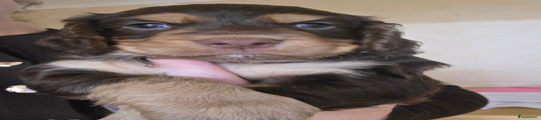 Cocker Spaniel Puppy 1