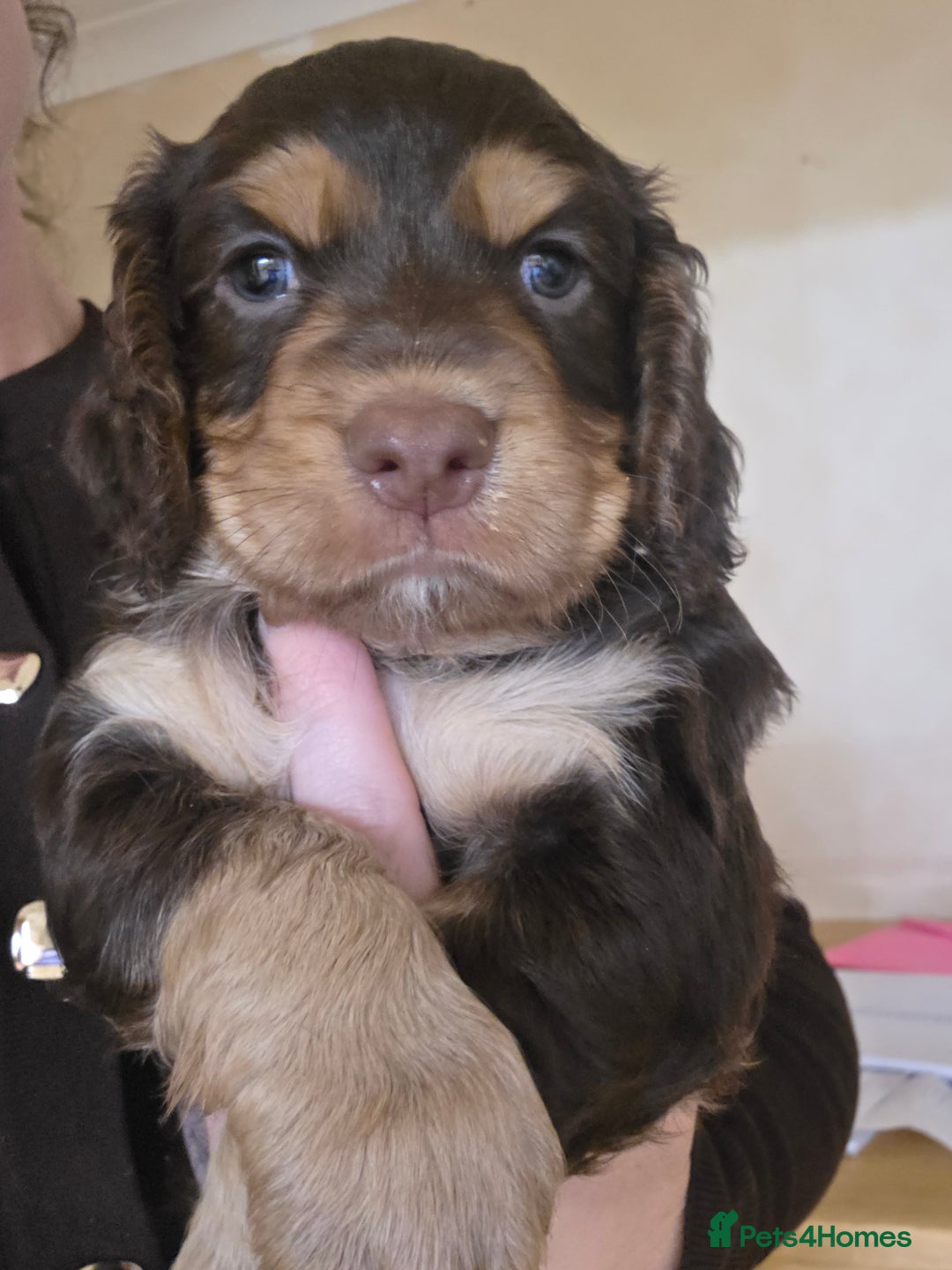 Cocker Spaniel dogs for sale: Working Cocker Spaniel Puppies - Image 22