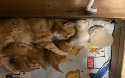 British Shorthair cats for sale: Pedigree Red&Cream kittens - Image 3