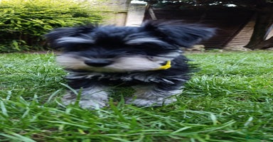 Miniature Schnauzer dogs in Liverpool - Advert 6
