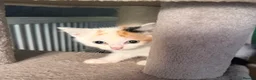 Mixed Breed cats for sale: 6 beautiful kittens  - Advert 12