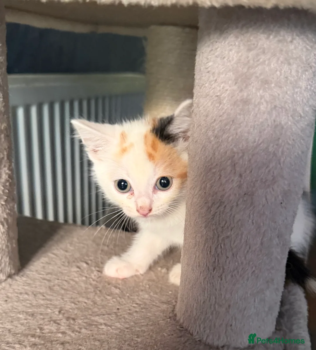 Mixed Breed cats for sale: 6 beautiful kittens  - Advert 12