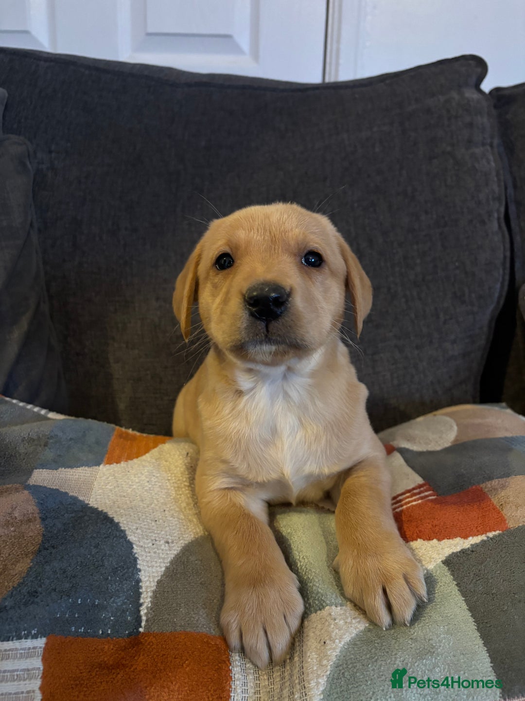 Labrador Retriever dogs for sale: KC registered Labrador retriever pups - Advert 3