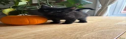 British Shorthair cats for sale: Six short haired black kittens  in Dover - Advert 6