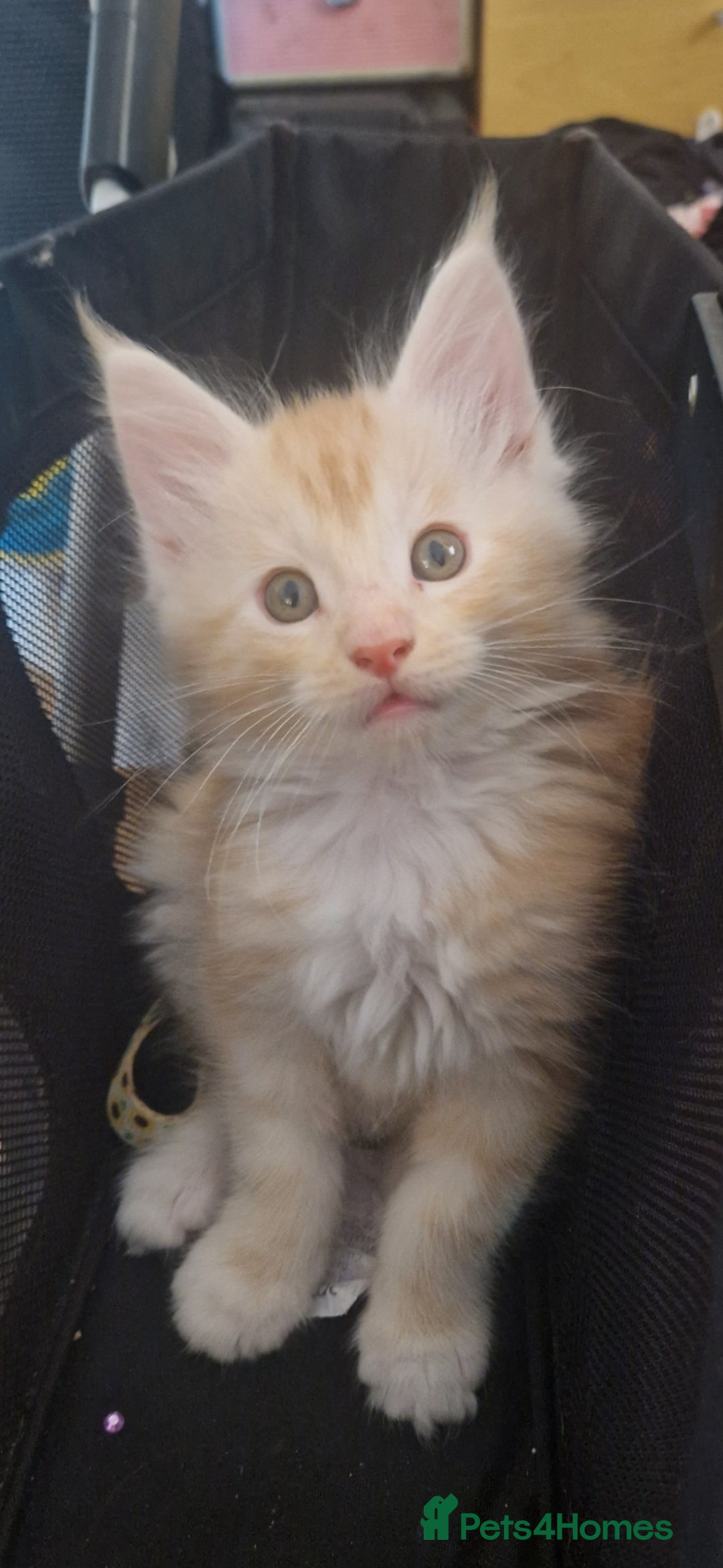 Maine Coon cats Beautiful Red boys - Advert 6