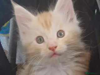 Maine Coon cats Beautiful Red boys - Advert 6