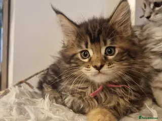 Maine Coon cats Pure Maine Coon Kittens *READY TO LEAVE* - Advert 5