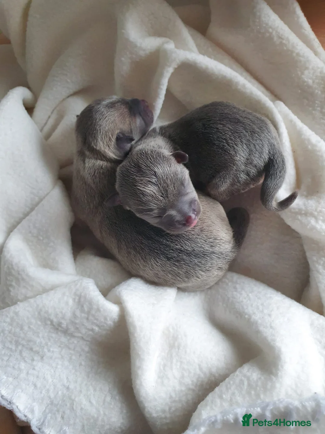 Chihuahua dogs for stud: Chihuahua for stud in Brighton - Advert 10