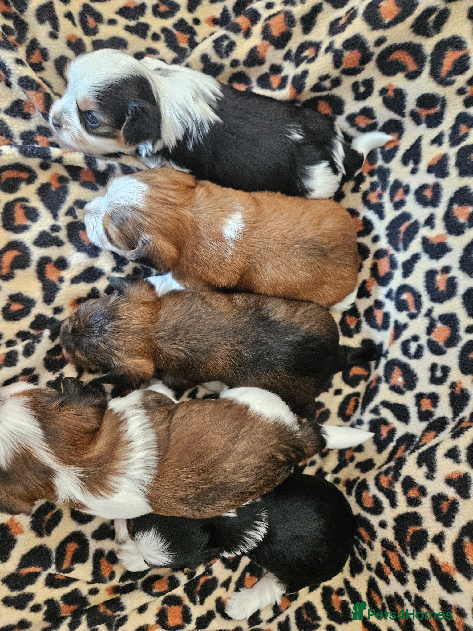 Yorkshire Terrier dogs DNA tested parents Biewer and Ocean Pearl puppies - Advert 1