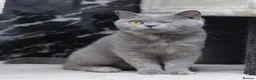 British Shorthair cats for sale: LOVING HOMES WANTED FOR BRITISH SHORTHAIR GIRLS - Advert 3