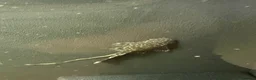 Plecos fish for sale: 65 baby pleco  in Preston - Advert 2