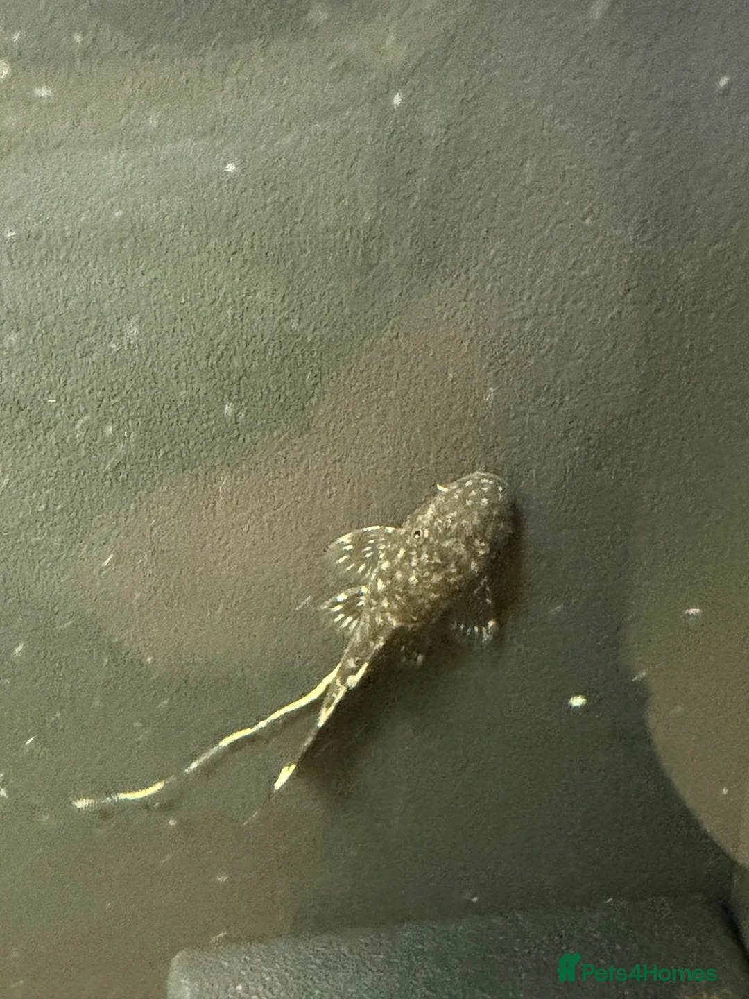 Plecos fish for sale: 65 baby pleco  in Preston - Advert 2