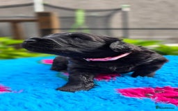Russian Black Terrier dogs for sale: Russian Black Terrier  - Image 22