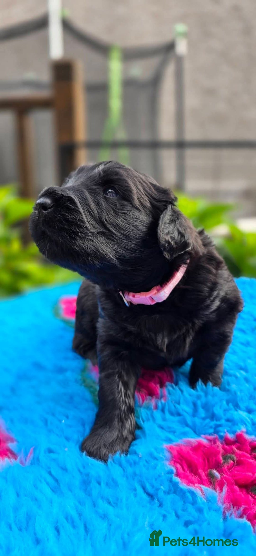 Russian Black Terrier dogs for sale: Russian Black Terrier  - Image 22