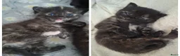 Mixed Breed cats for sale: 2 BEAUTIFUL FEMALE KITTENS🐱❤️ - Advert 4